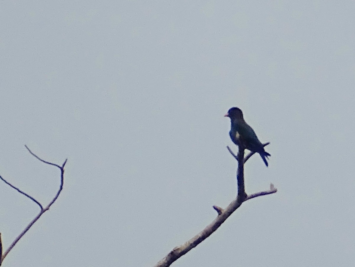 Dollarbird - Sri Srikumar