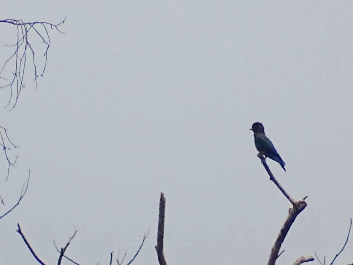 Dollarbird - Sri Srikumar