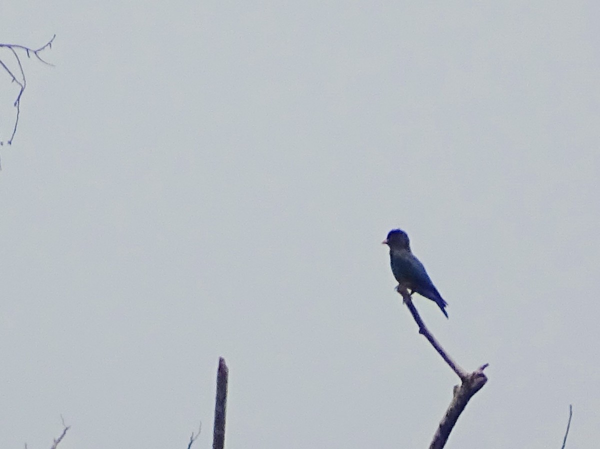 Dollarbird - Sri Srikumar