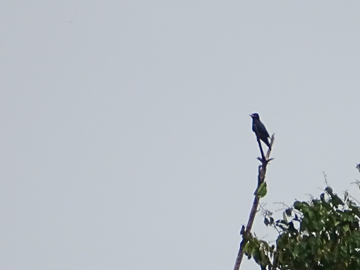 Dollarbird - Sri Srikumar