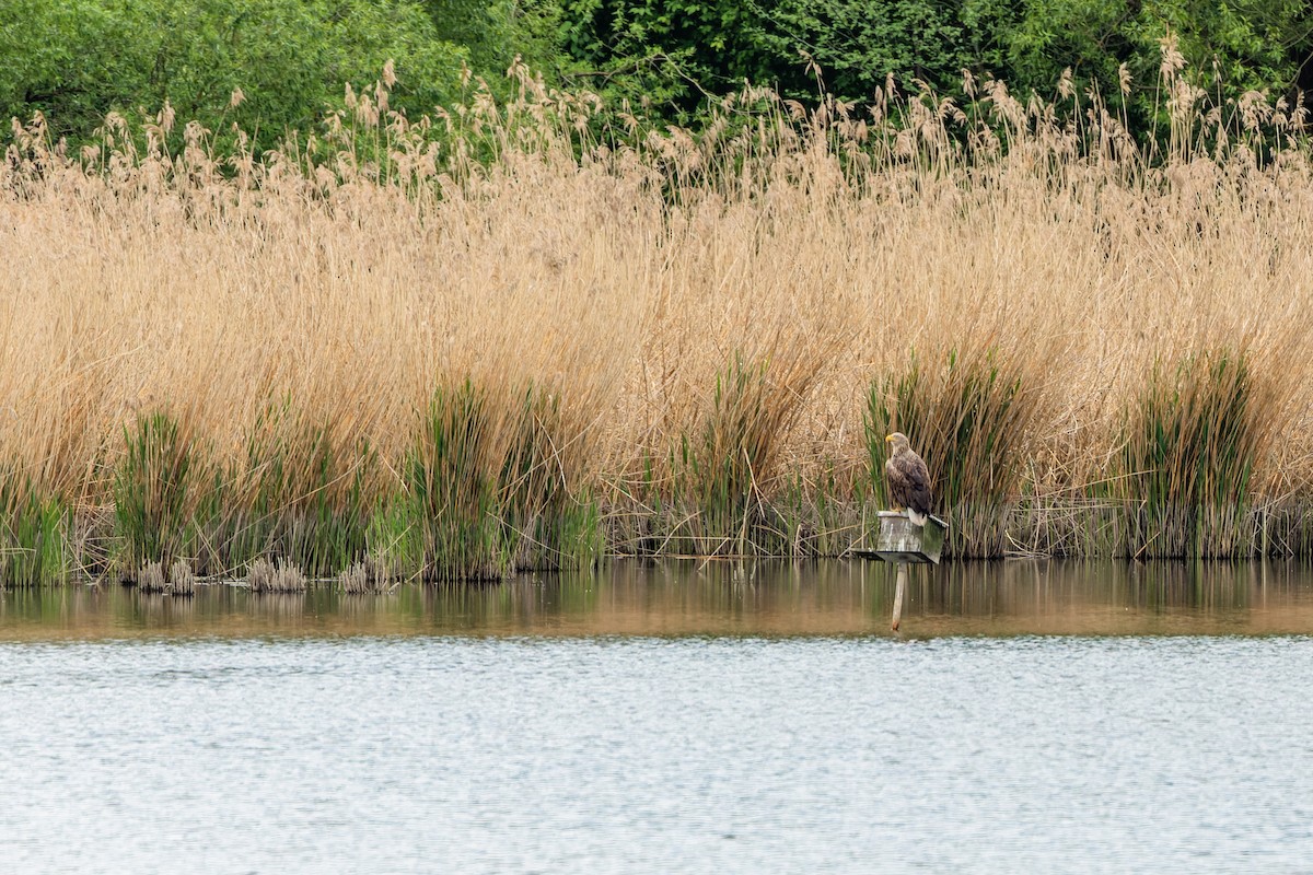 White-tailed Eagle - Gabi Uhrova