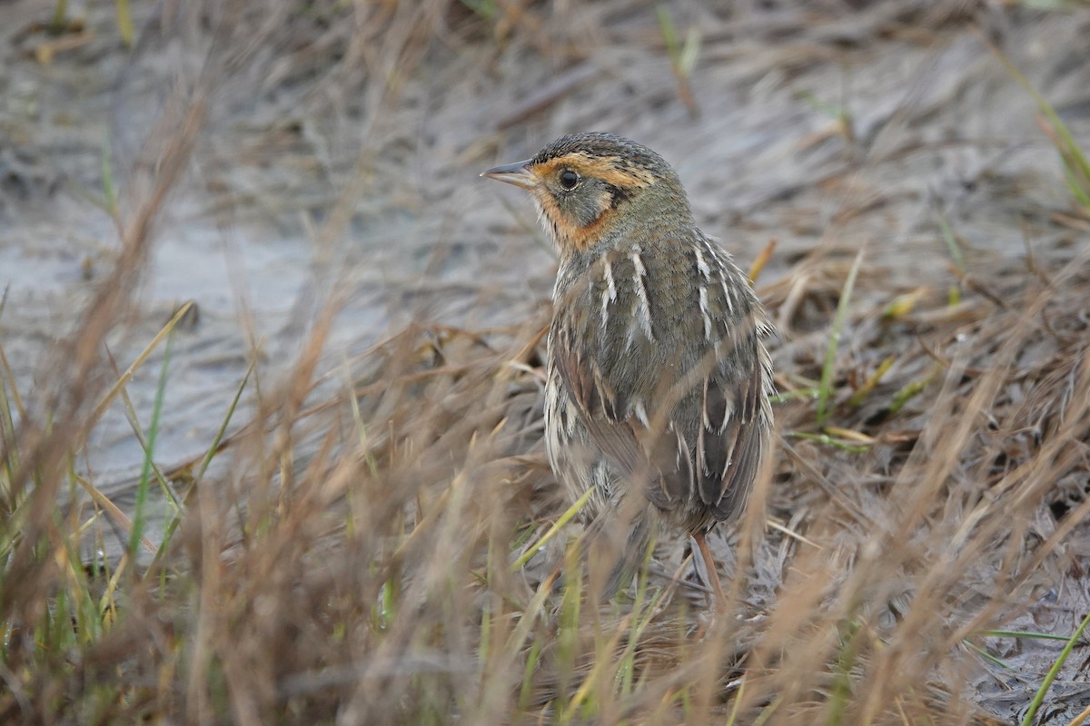Saltmarsh Sparrow - Peter Waanders