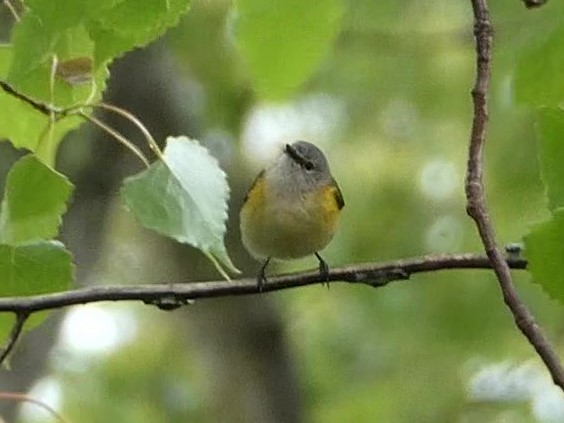 American Redstart - Steph Foraker