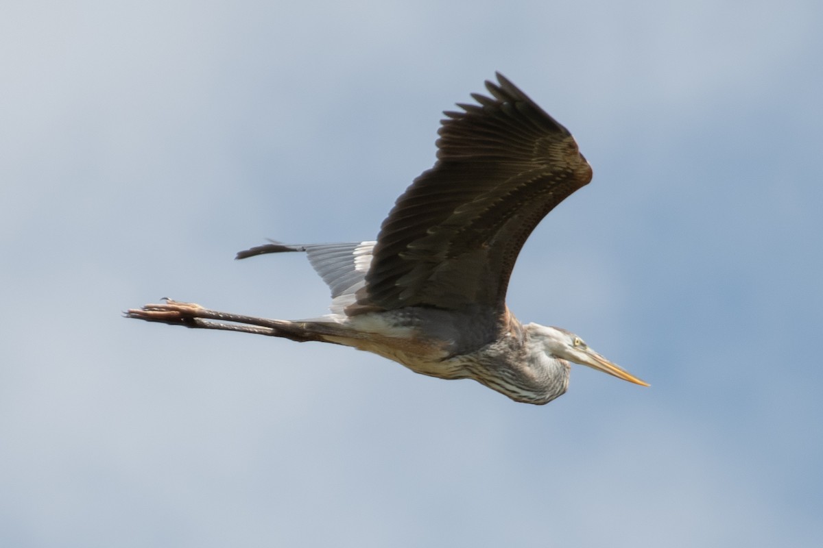 Great Blue Heron - ML619392015