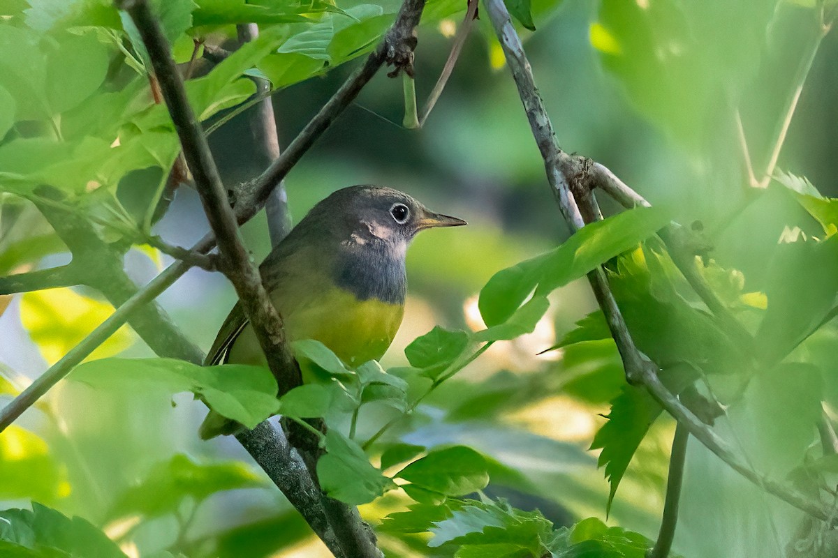 Connecticut Warbler - Traci Gentry