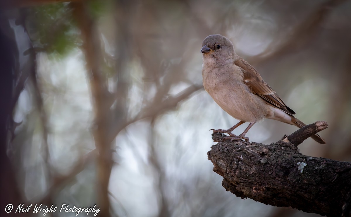 Southern Gray-headed Sparrow - Neil Wright