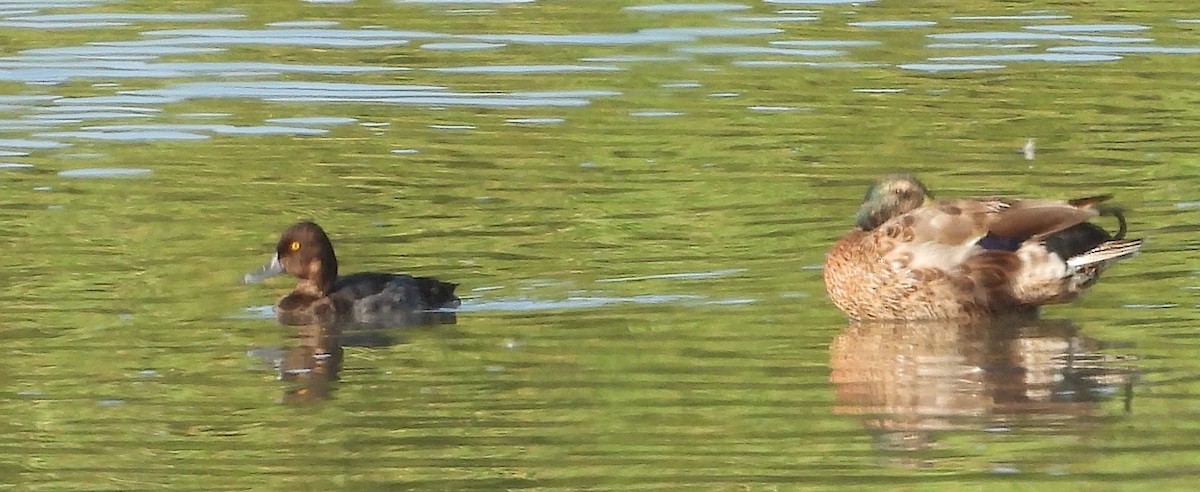 Lesser Scaup - Christine Rowland