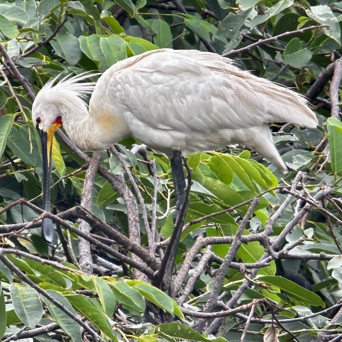 Eurasian Spoonbill - Nick Hardcastle