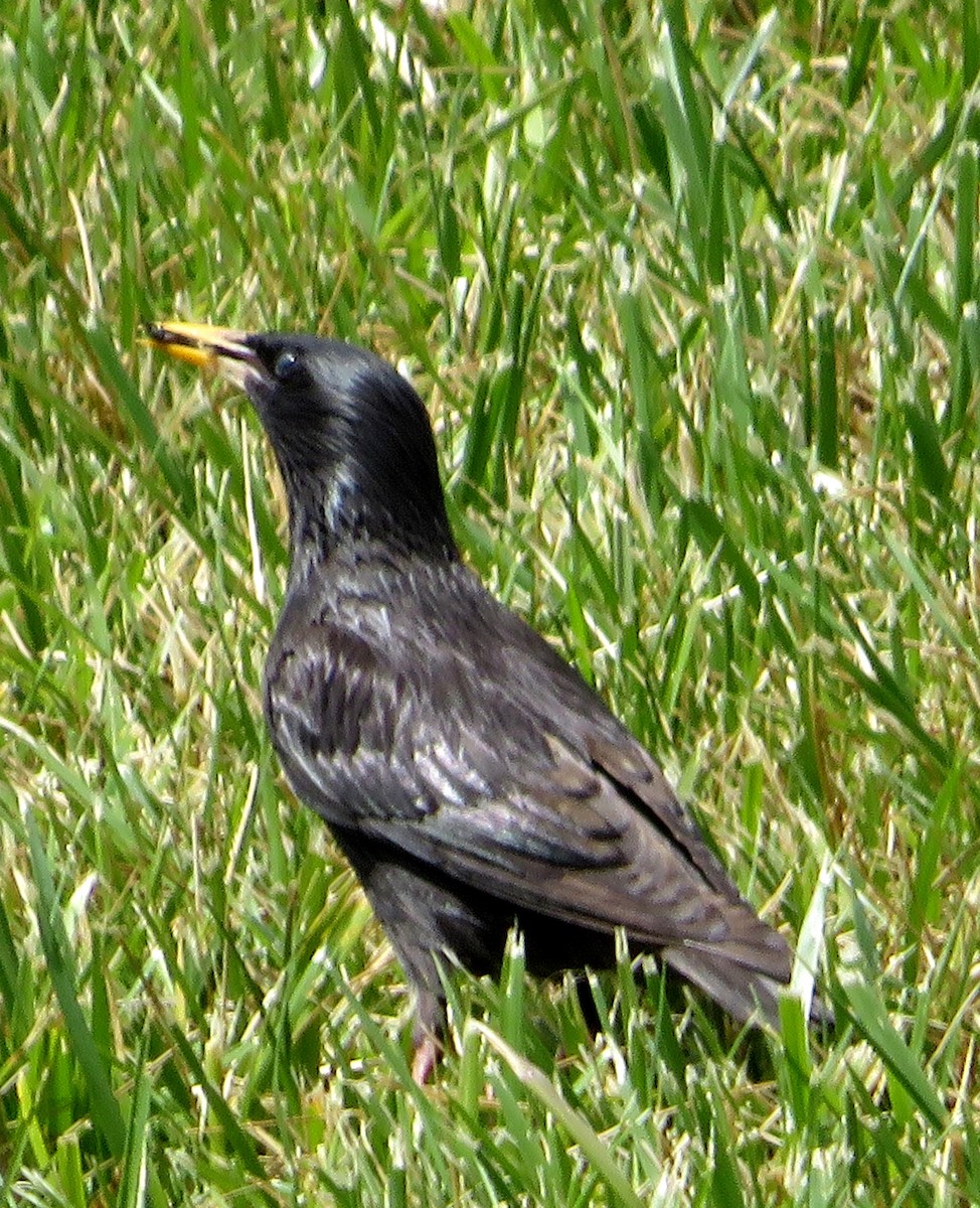 Spotless Starling - Eduardo Blanco Vega