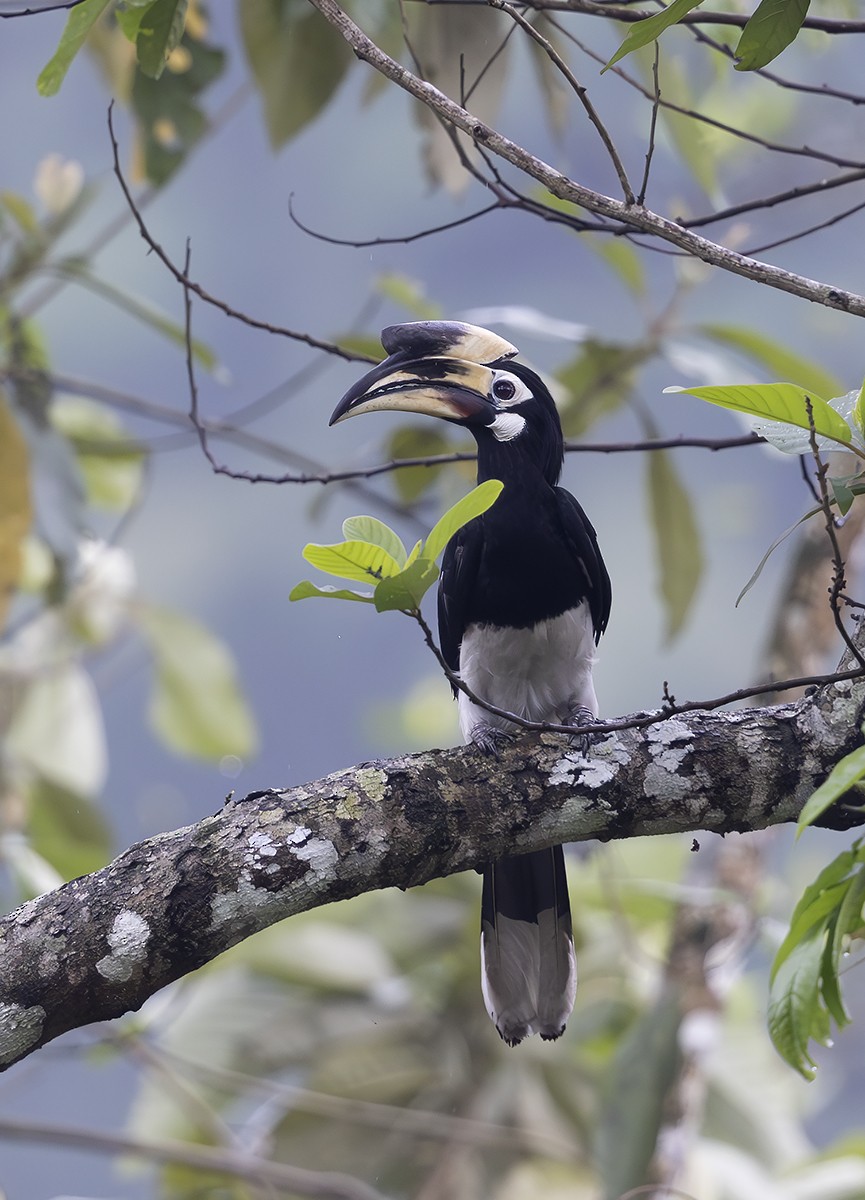 Oriental Pied-Hornbill - Solomon Sampath Kumar