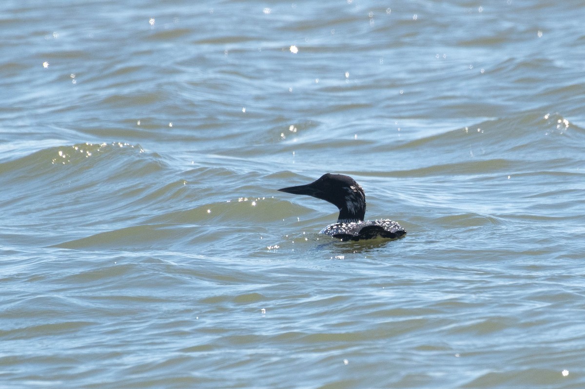 Common Loon - ML619392102