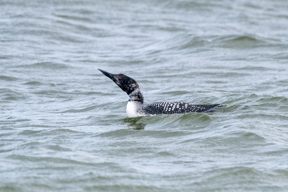 Common Loon - ML619392106