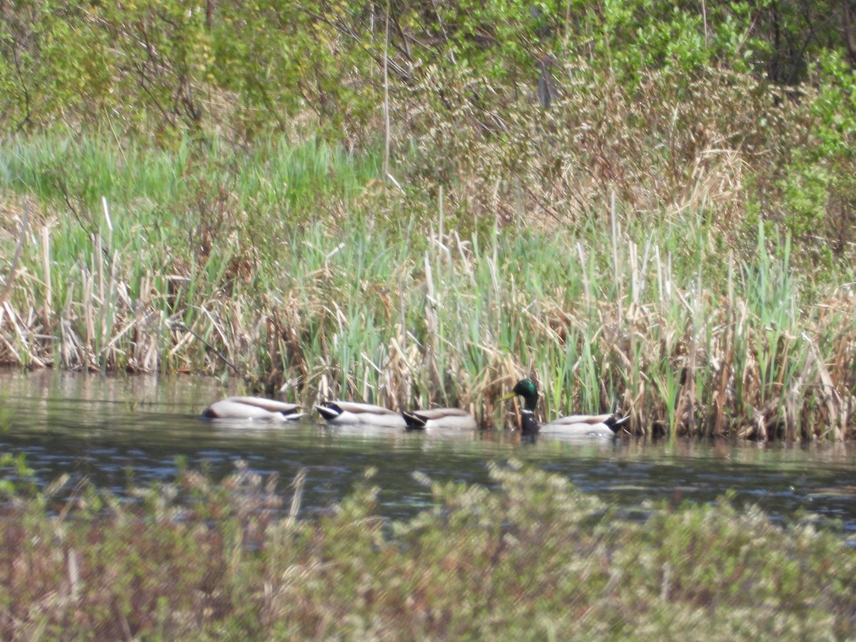 Gadwall - ML619392108