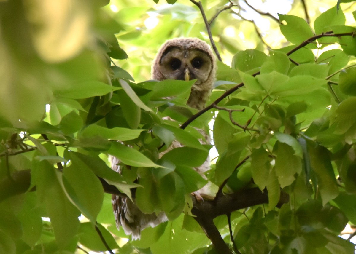 Barred Owl - irina shulgina
