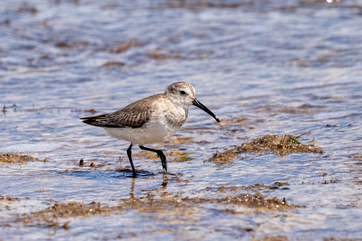 黑腹濱鷸 - ML619392115