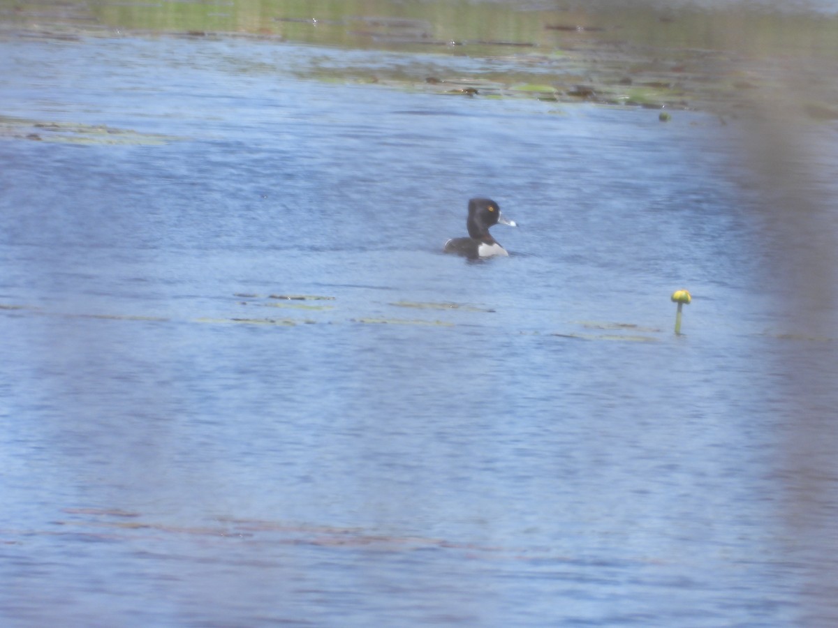 Ring-necked Duck - ML619392121