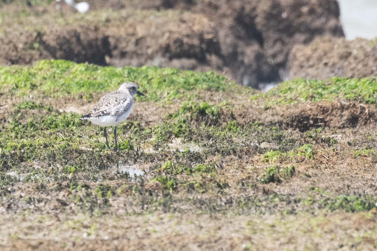 Black-bellied Plover - Johnny Wilson