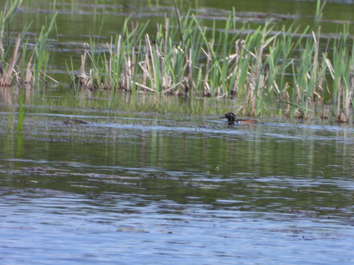 Hooded Merganser - ML619392128