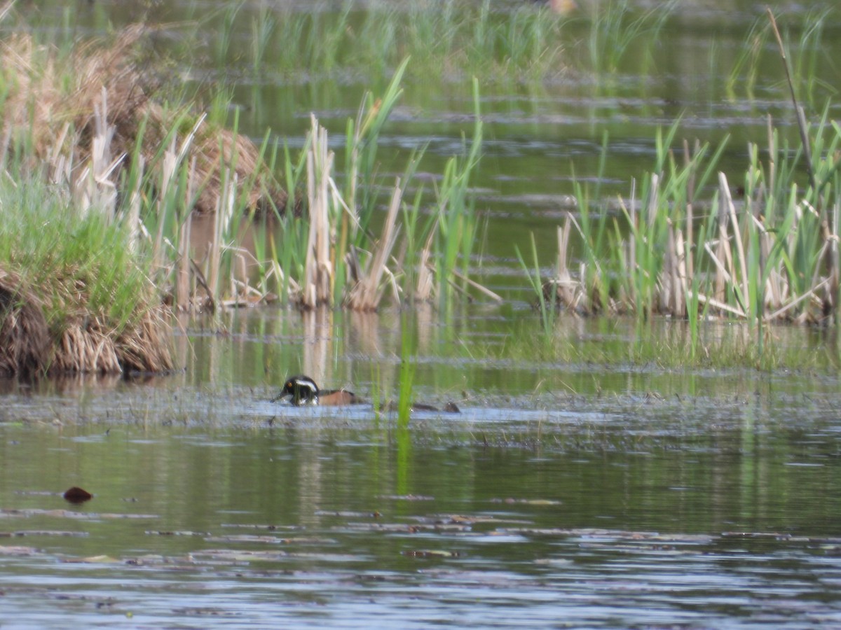 Hooded Merganser - Denis Provencher COHL