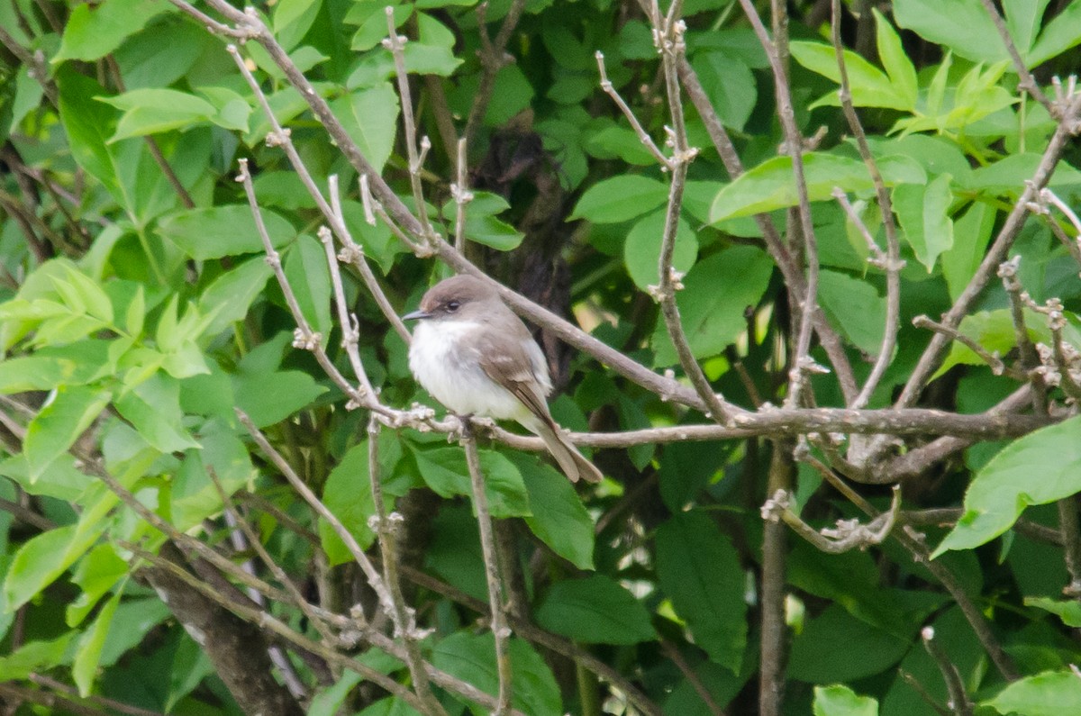 Eastern Phoebe - Liam Murphy