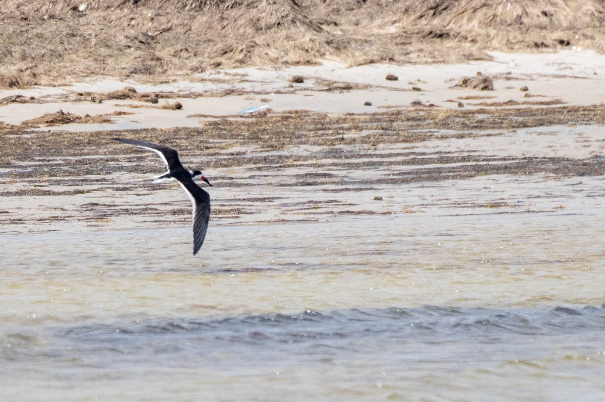 Black Skimmer - ML619392135