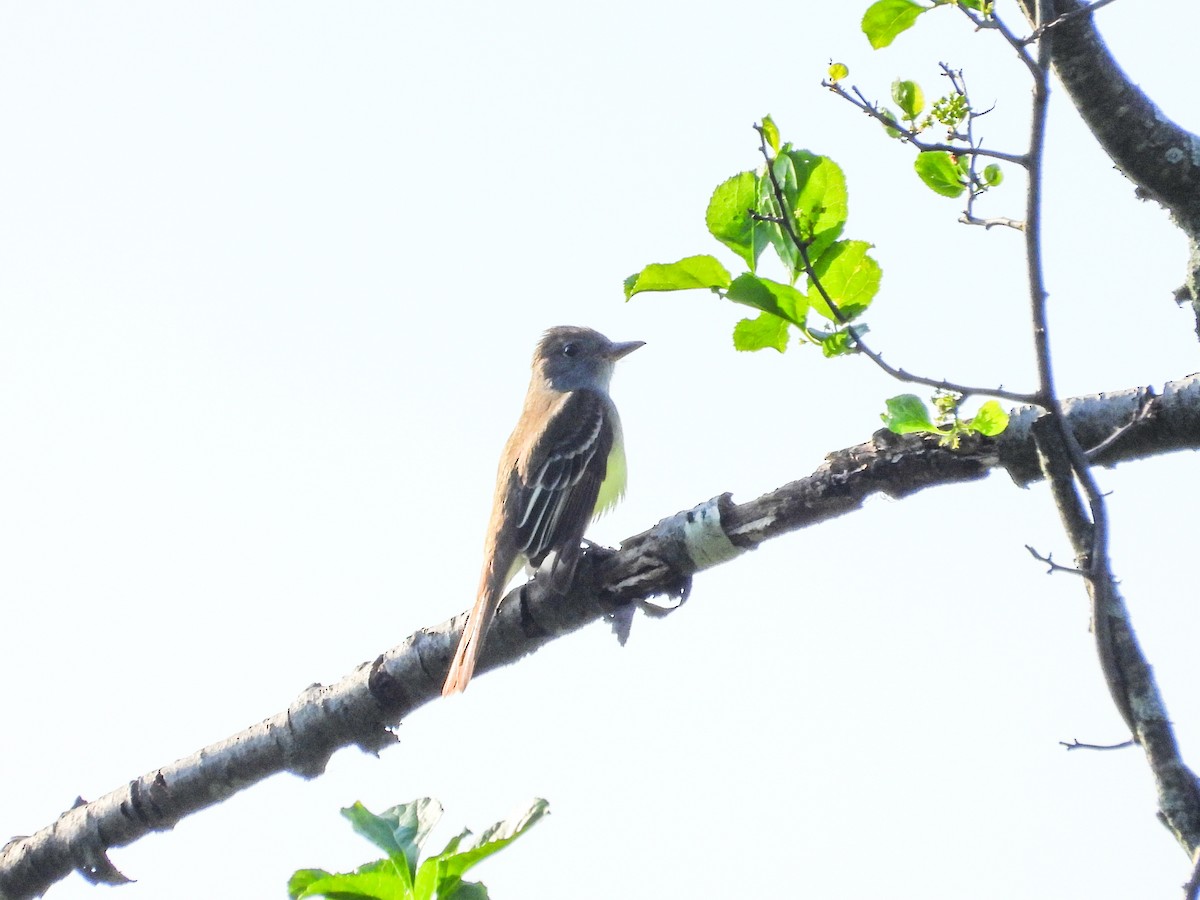 Great Crested Flycatcher - Haley Gottardo