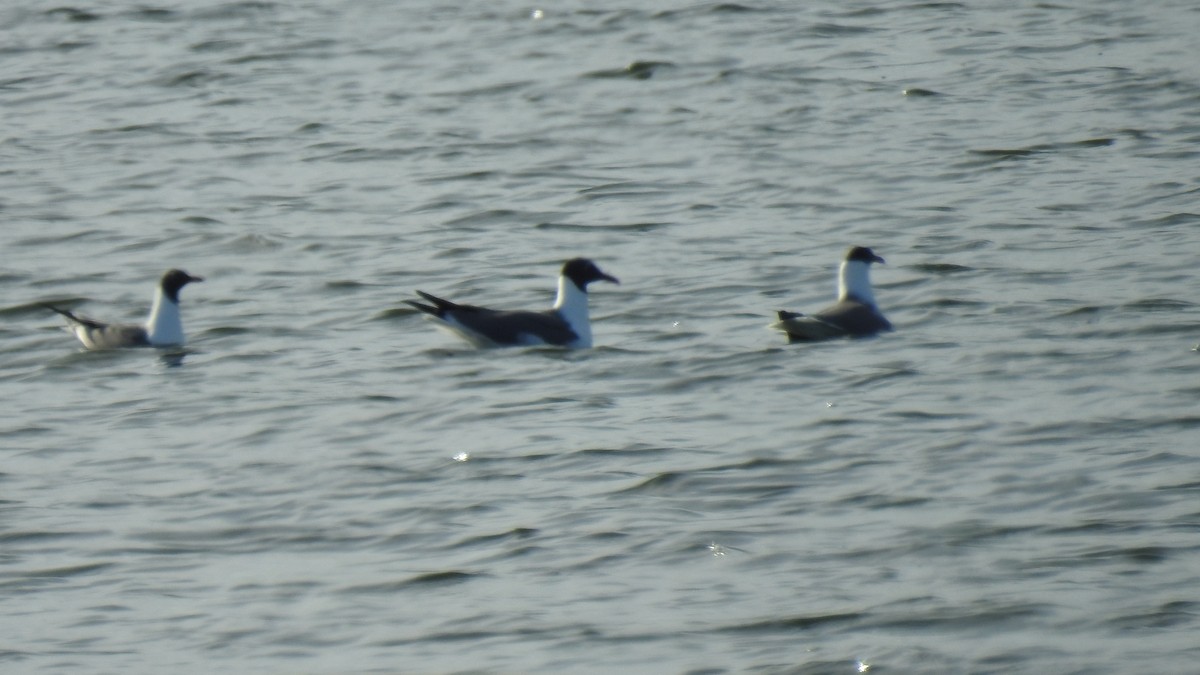 Laughing Gull - Anca Vlasopolos