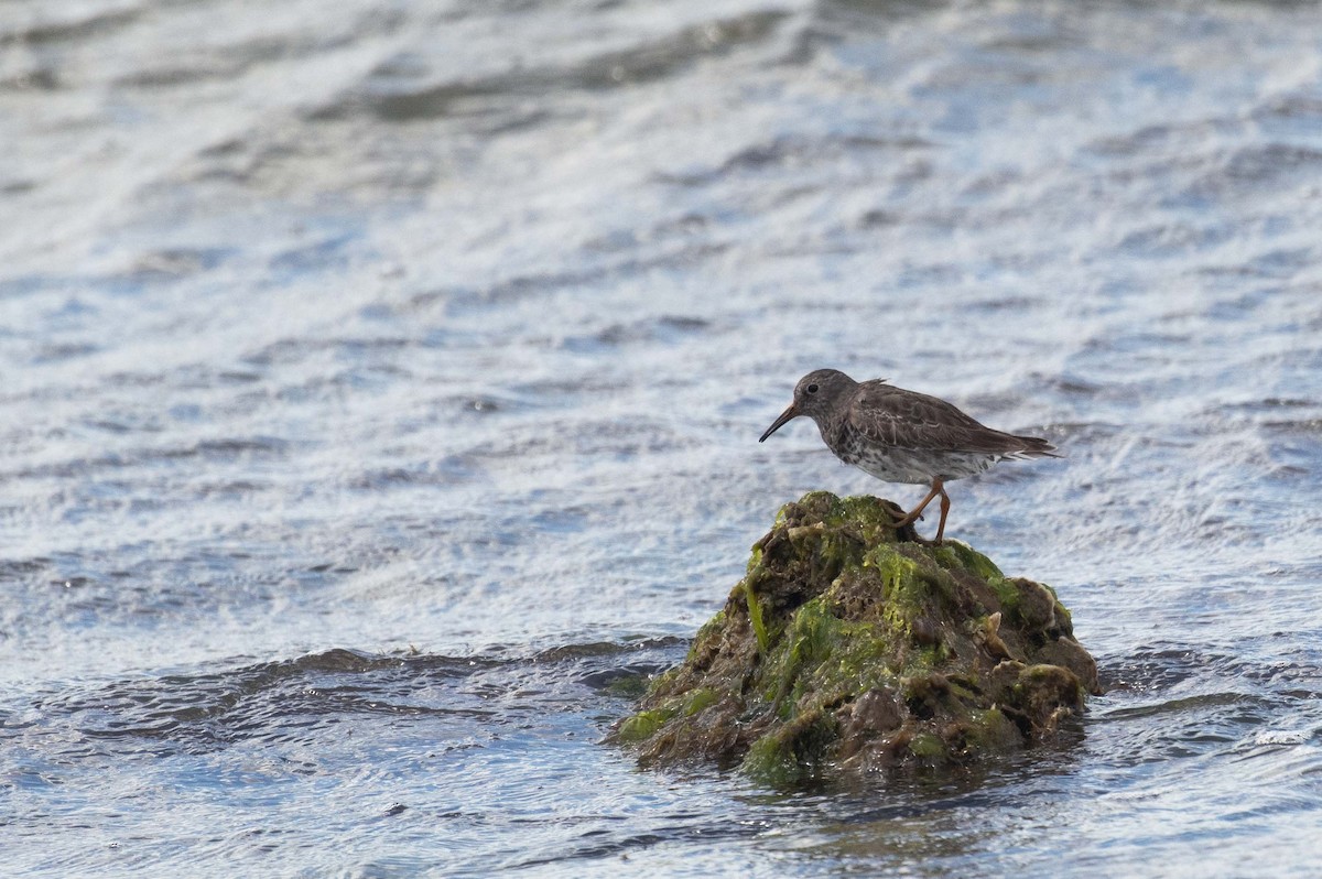 Purple Sandpiper - ML619392147