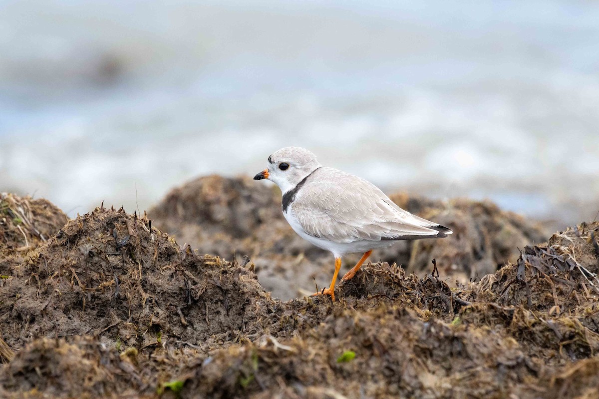 Piping Plover - Johnny Wilson