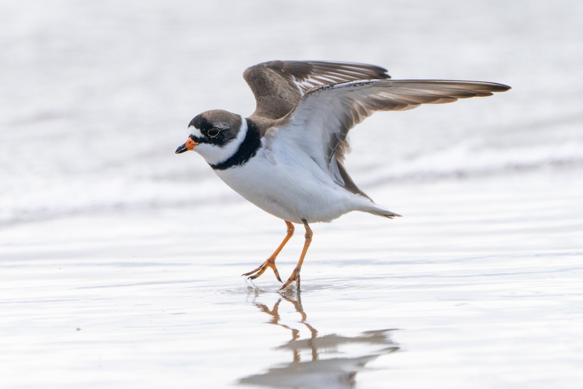 Semipalmated Plover - Vince Von