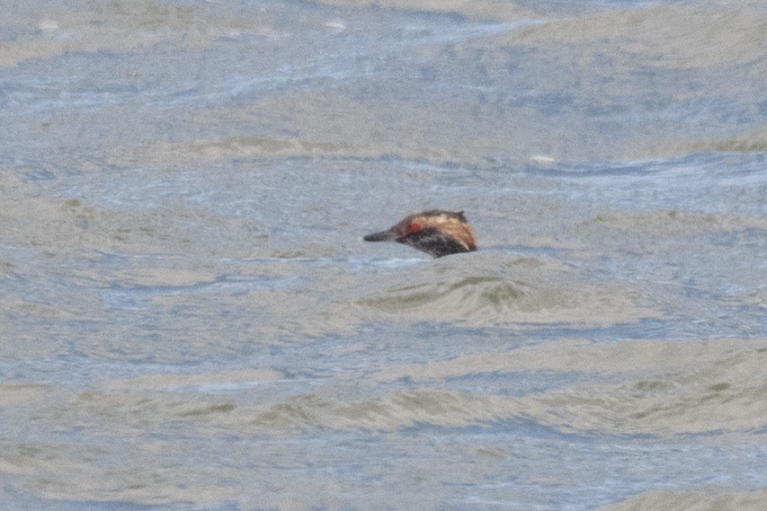 角鸊鷉 - ML619392162