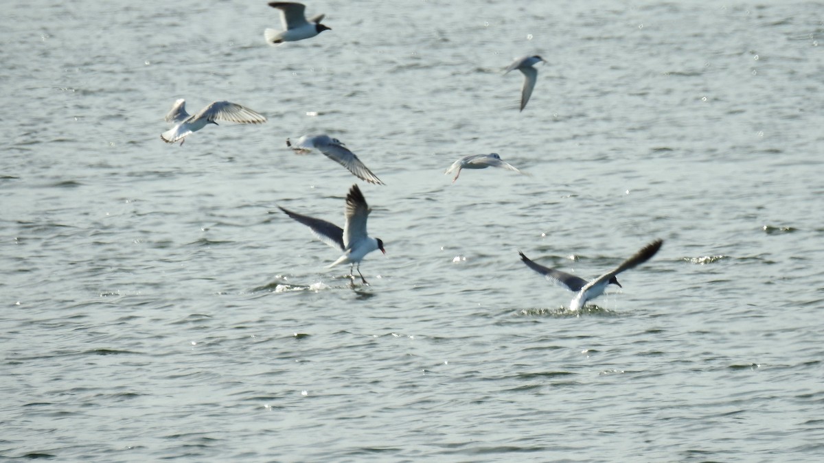 Common Tern - Anca Vlasopolos