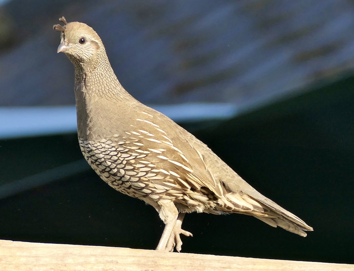 California Quail - Megan  Scott