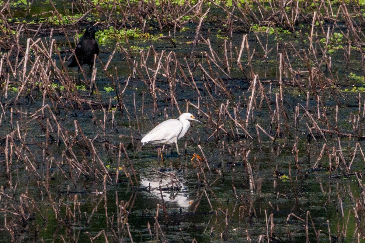 Snowy Egret - ML619392180