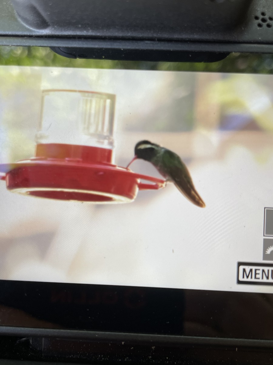 White-eared Hummingbird - Benny Jacobs-Schwartz