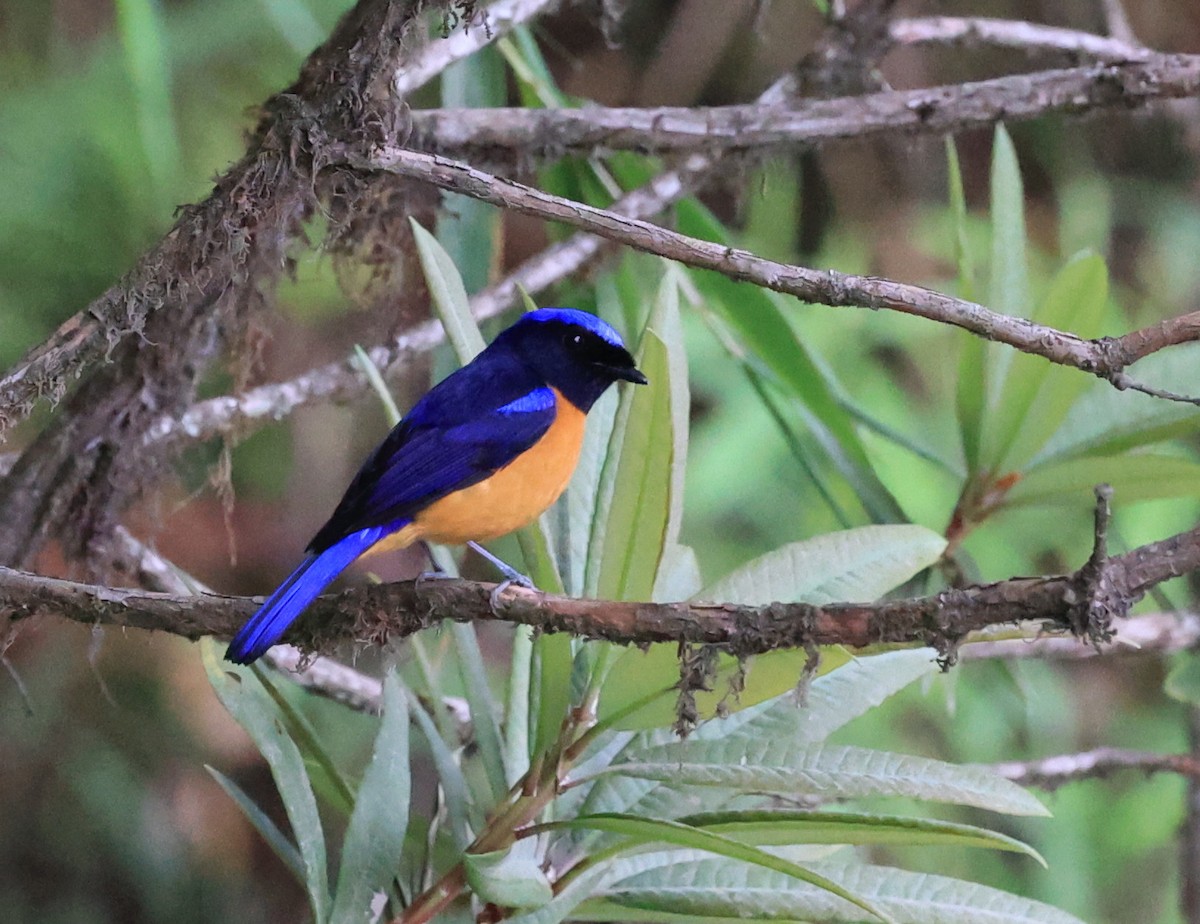 Rufous-bellied Niltava - ML619392201