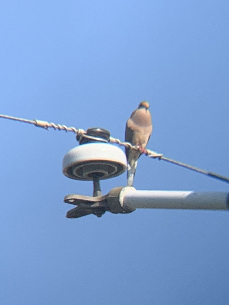 Mourning Dove - Manny Majorins