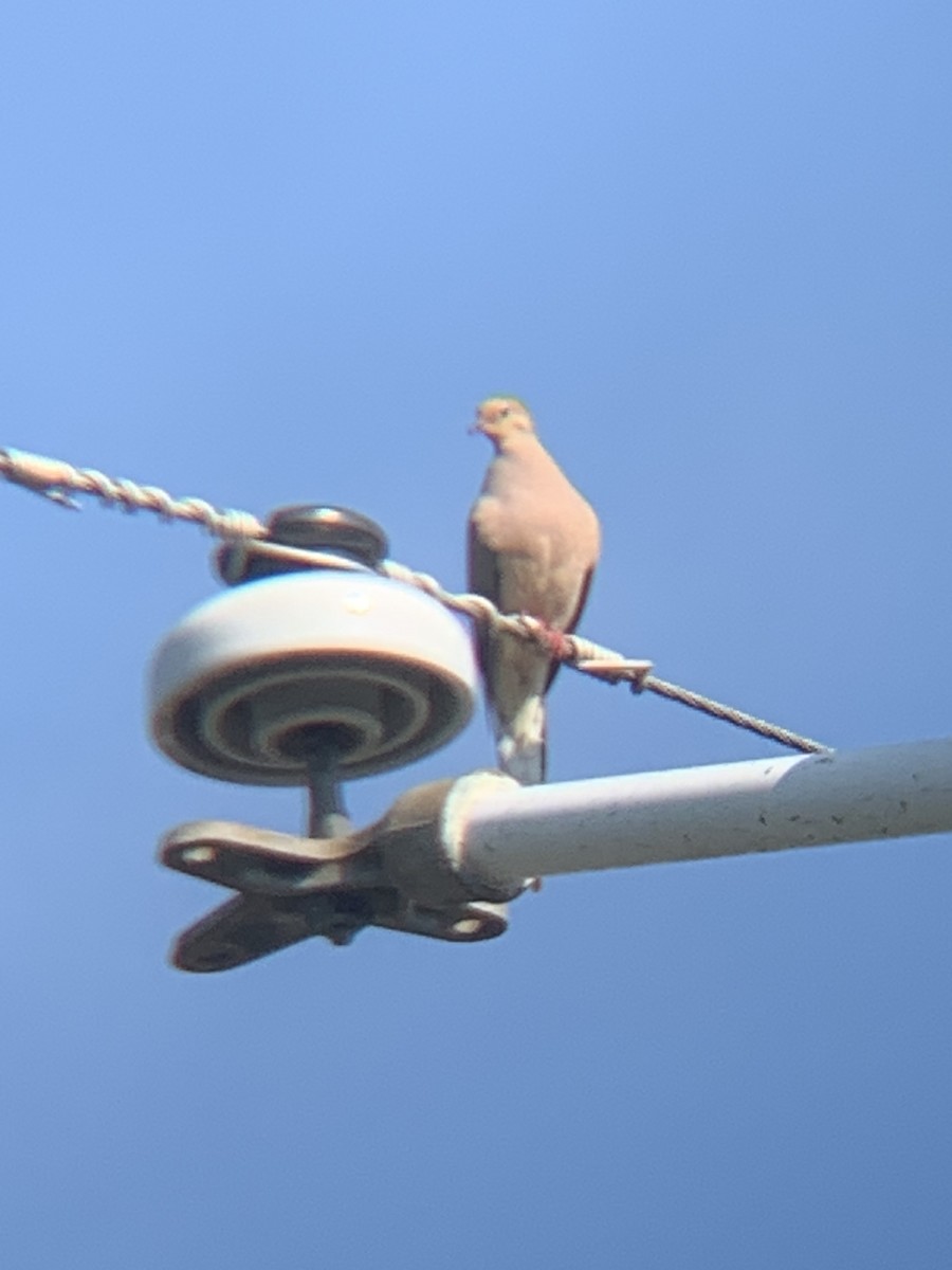 Mourning Dove - Manny Majorins