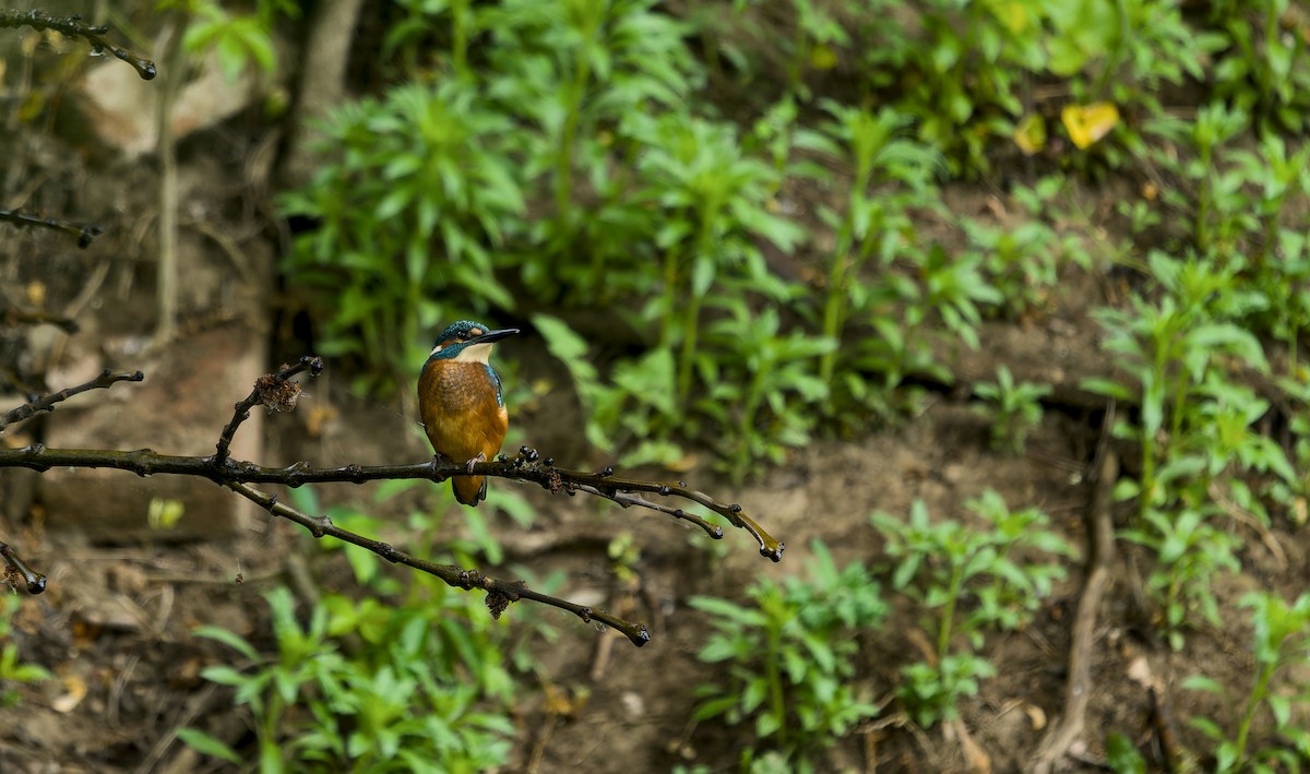 Common Kingfisher - Anonymous