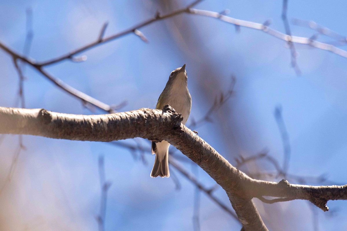 Blue-headed Vireo - ML619392216