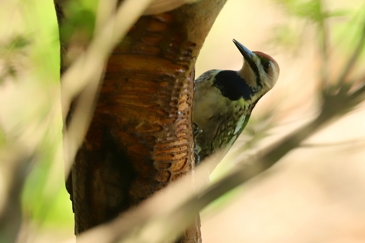 Yellow-bellied Sapsucker - ML619392224