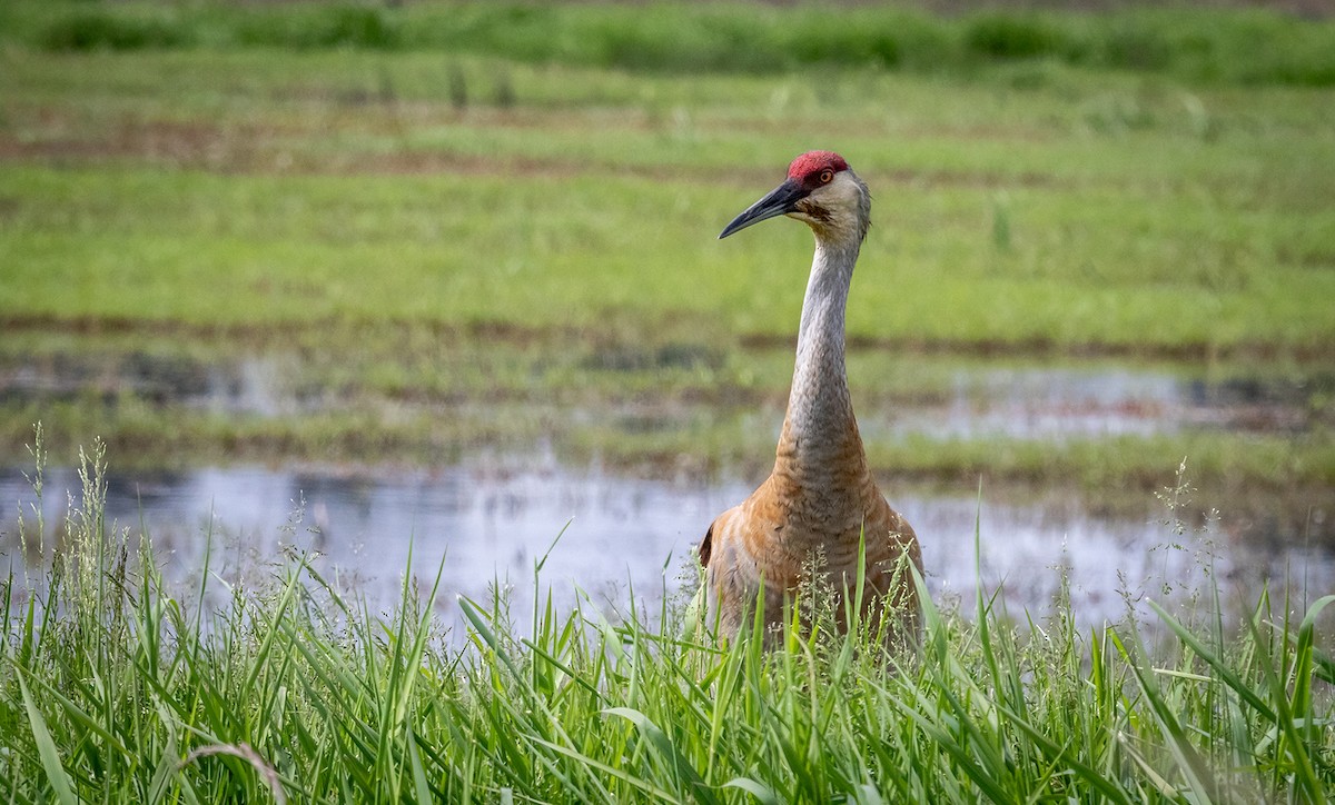 Sandhill Crane - ML619392234