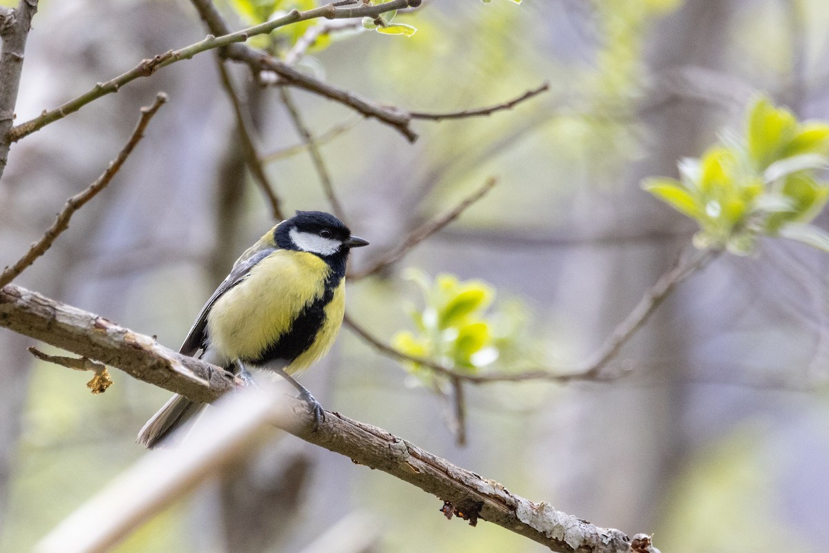 Great Tit - Carol Holmes