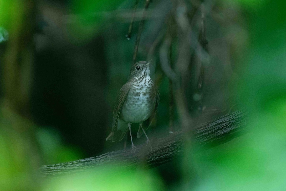Gray-cheeked Thrush - ML619392258
