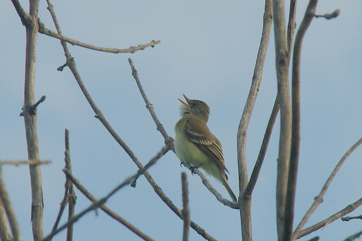 Willow Flycatcher - Don Janzen