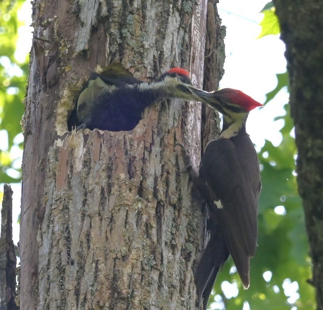 Pileated Woodpecker - Susan Sherman