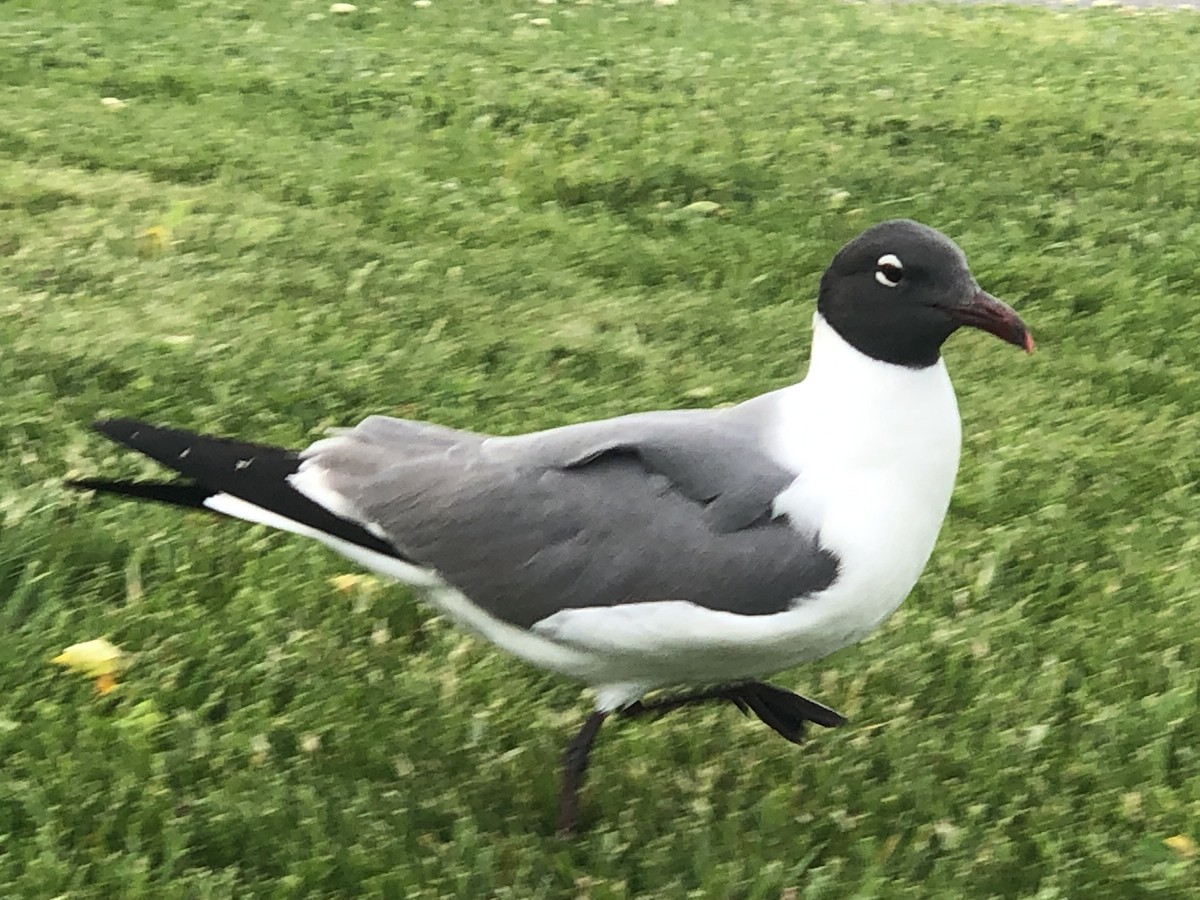 Laughing Gull - Vince Von