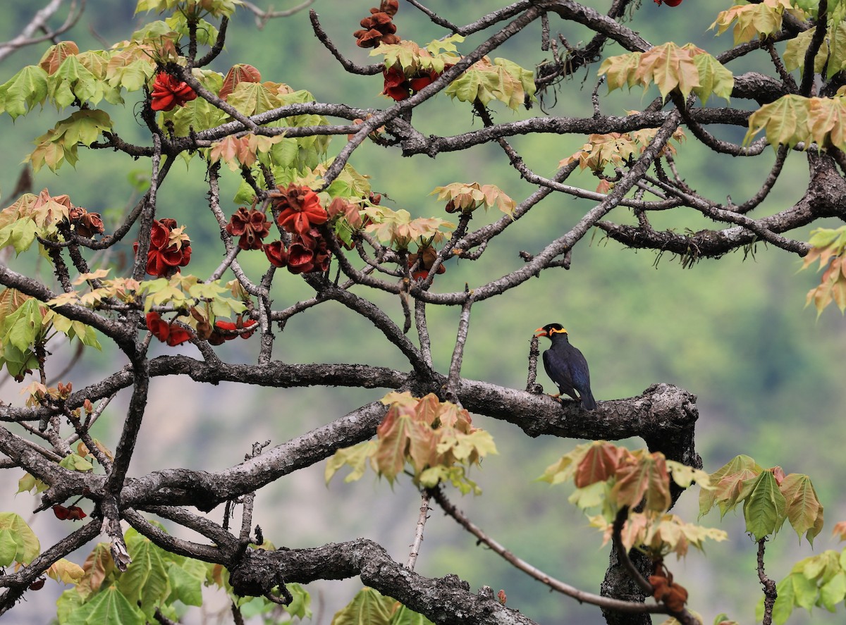 Common Hill Myna - ML619392277