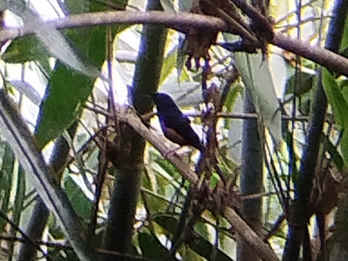 White-rumped Shama - Lars Mannzen