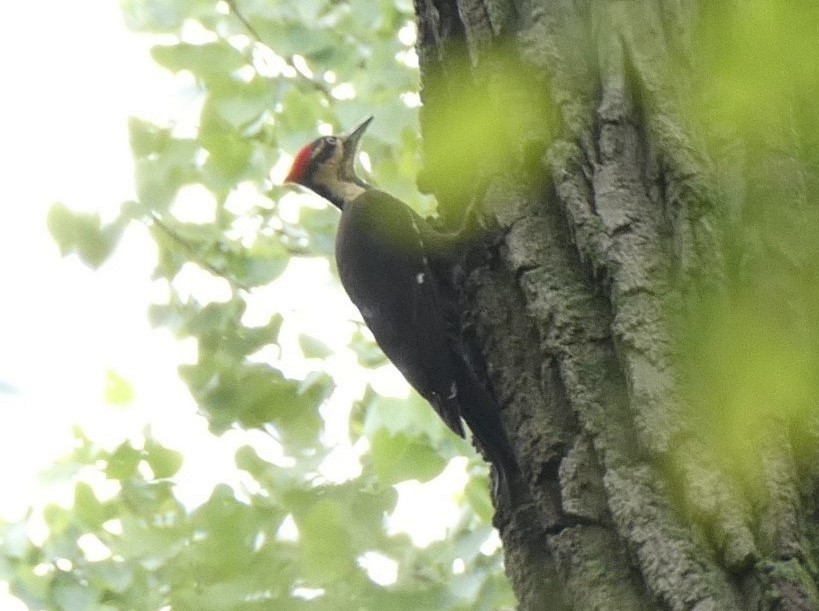 Pileated Woodpecker - Steph Foraker